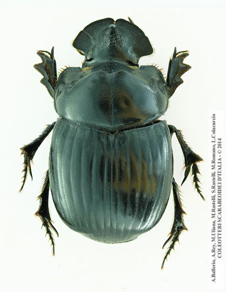 Copris umbilicatus, maschio